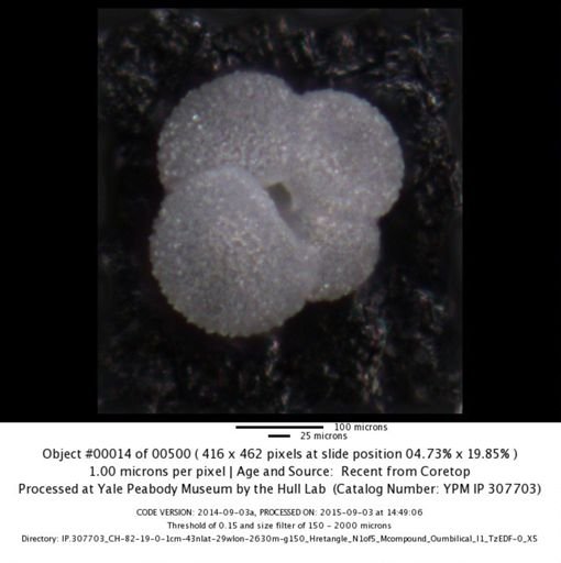 undet. Foraminiferida