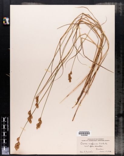 Carex scoparia