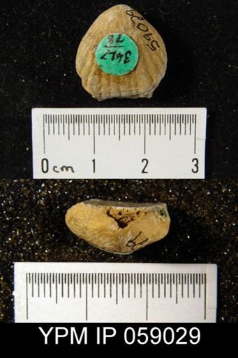 Uncinulus sp.