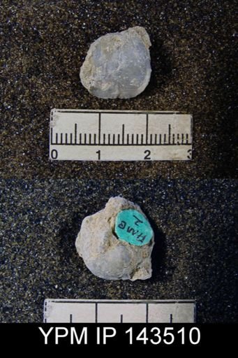 Marginifera typica