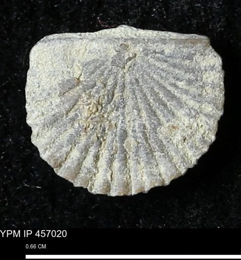Stropheodonta sp.