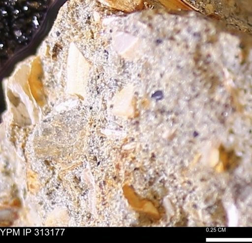 Corbicula