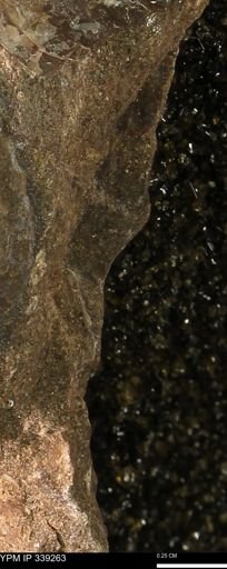 undet. Mollusca