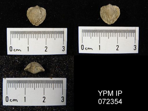 Atrypa tennesseensis
