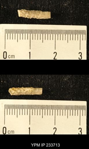 Archaeocidaris sp.