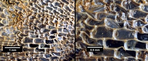 Membranipora membranacea