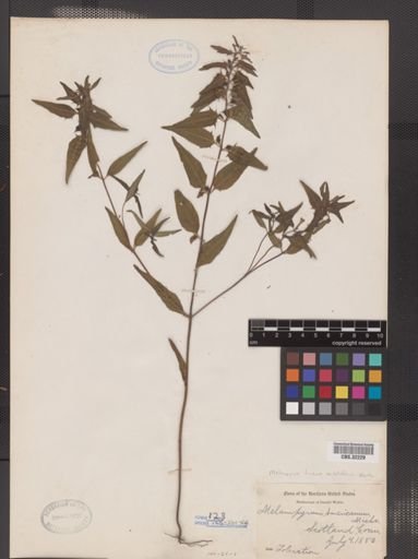 Melampyrum lineare var. latifolium