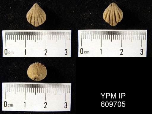 Uncinulus sp.