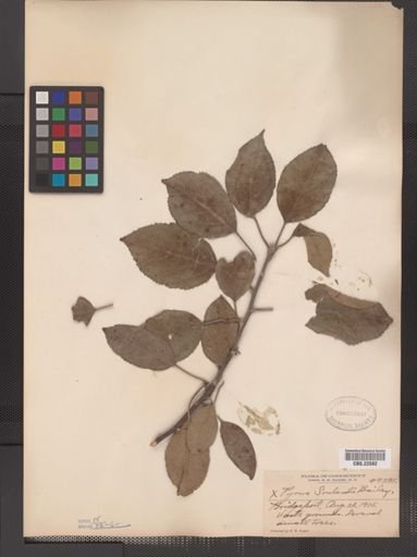 Pyrus soulardii
