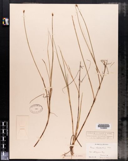Carex chordorrhiza