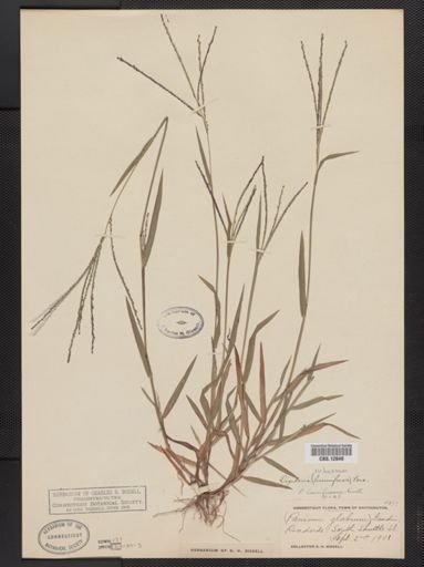 Digitaria ischaemum