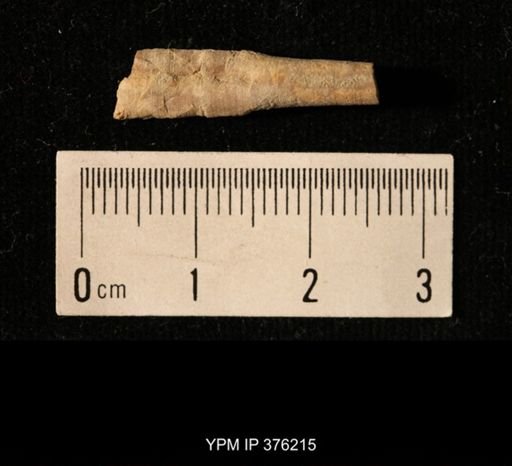 Pseudorthoceras knoxense