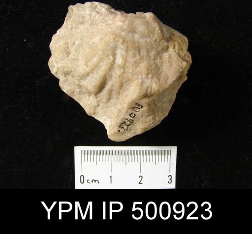 Meekella sp.