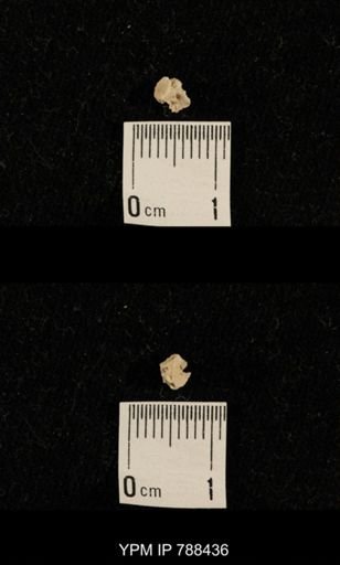 taxon undetermined