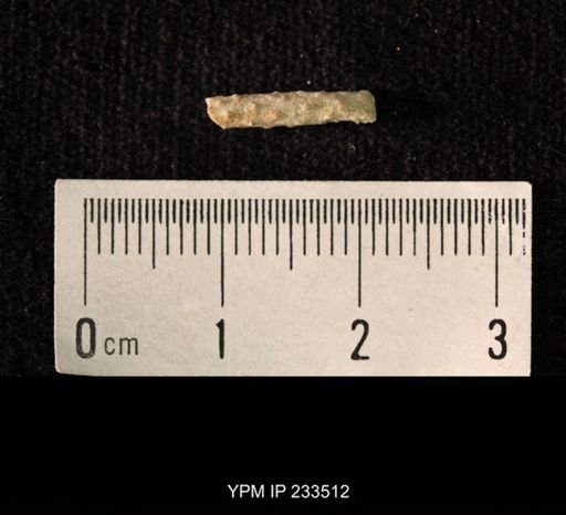 Archaeocidaris sp.
