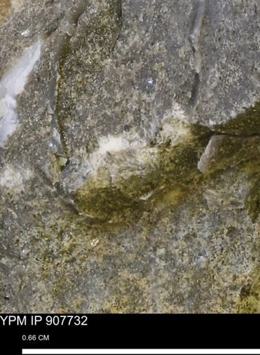 undet. Mollusca