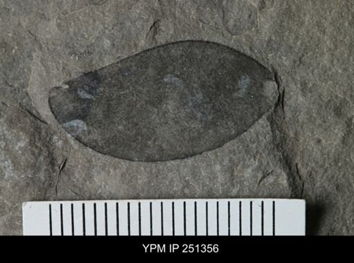 undet. Eurypterida