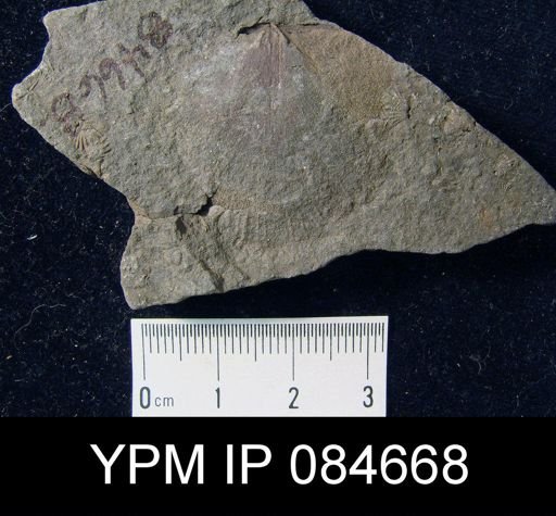 Brachyprion anticostiense