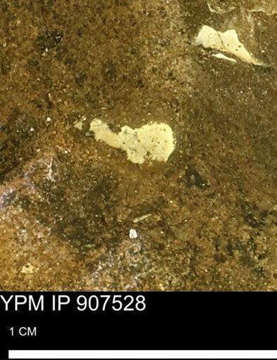 undet. Mollusca