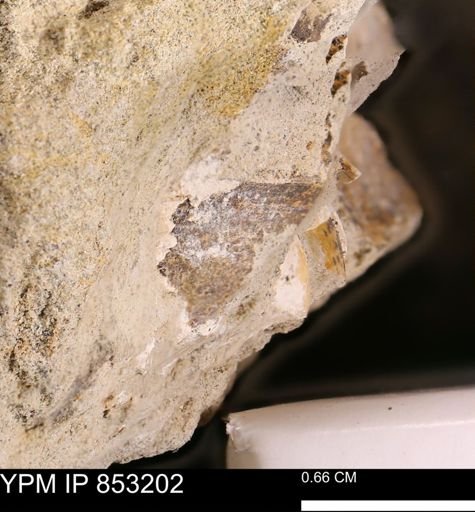 Limopsis striatopunctatus