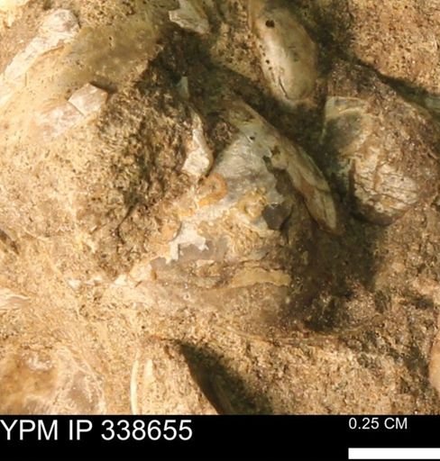 Protocardia subquadrata