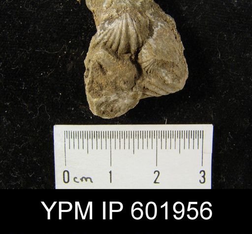 Howellella sp.