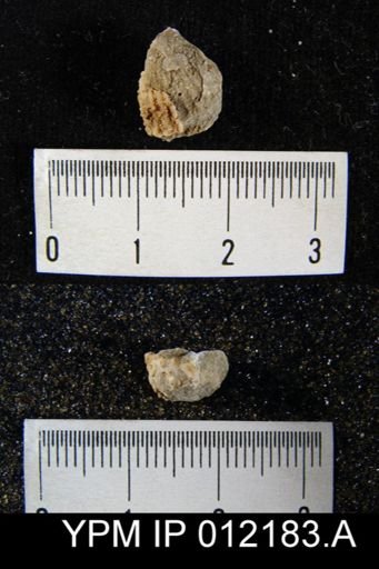 Hustedia papillata