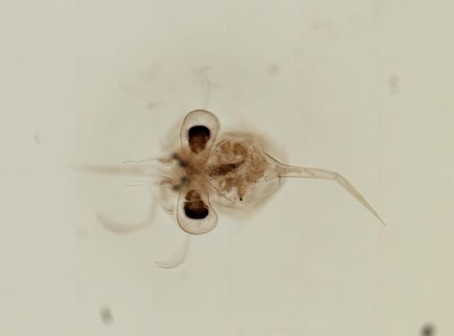 Brachyura