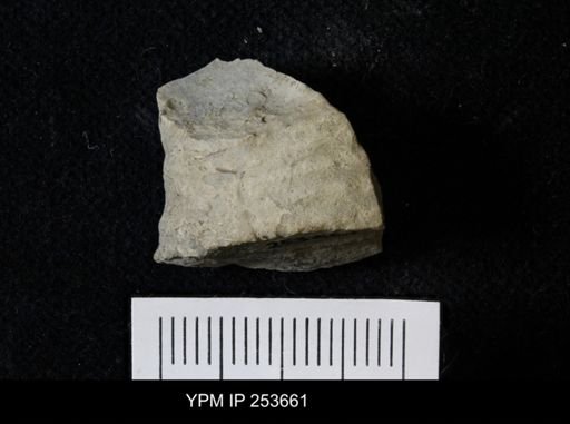 Ammonoidea