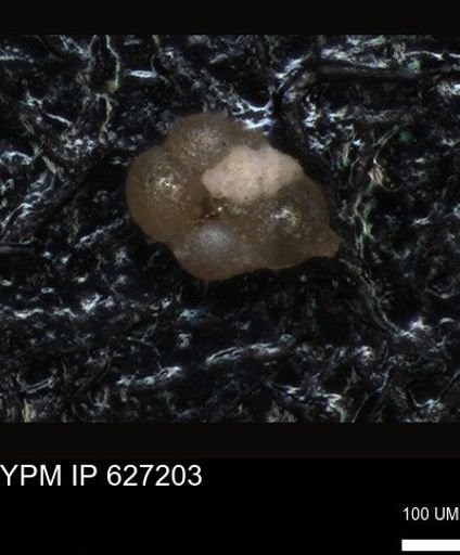 undet. Foraminiferida
