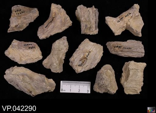 undet. Actinopterygii