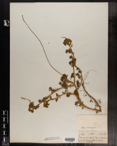 Plantae