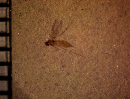 undet. Diptera