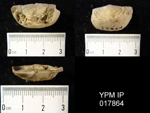 Leptaena rhomboidalis