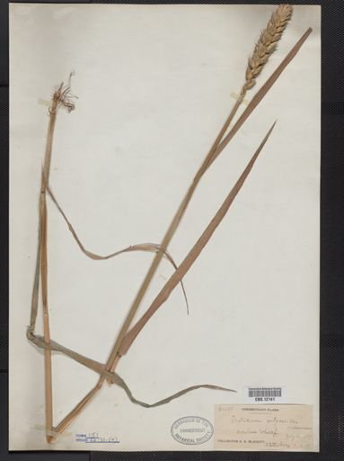 Triticum vulgare