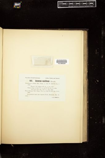 Closterium moniliferum