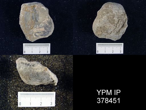 Pustula semipunctata