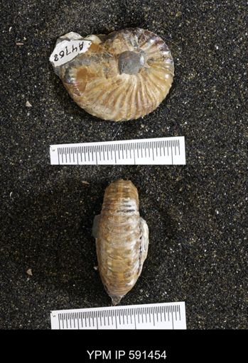 Hoploscaphites sp.