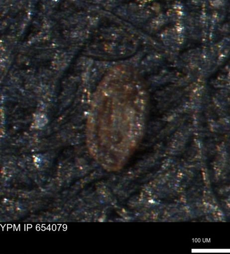 Spirolocammina planula