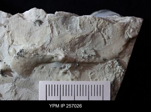 Bryozoa