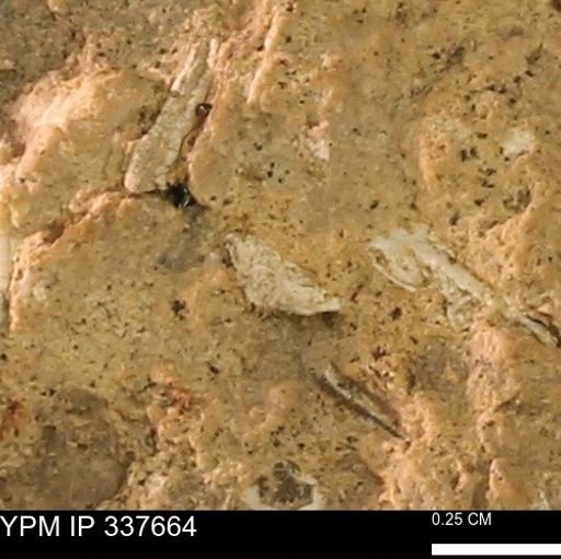 undet. Mollusca