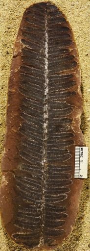 Pecopteris