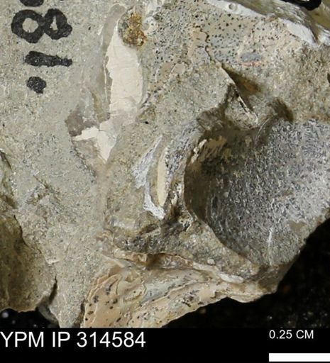 undet. Mollusca