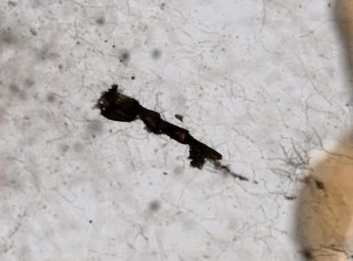 Synidotea nodulosa
