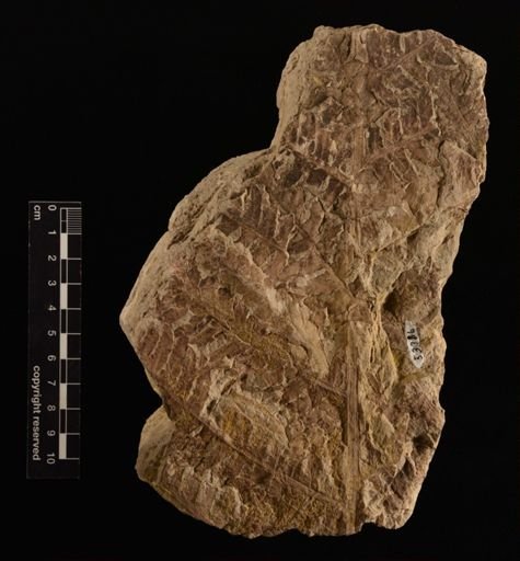 Cladophlebis sp.