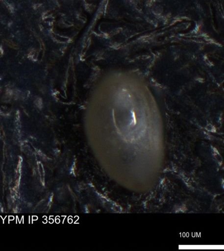 undet. Foraminiferida