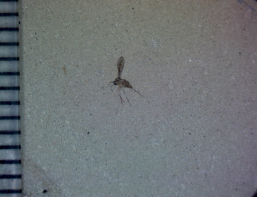 undet. Diptera