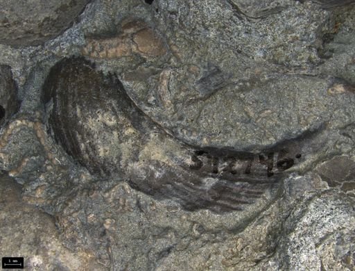 Rhaetavicula contorta
