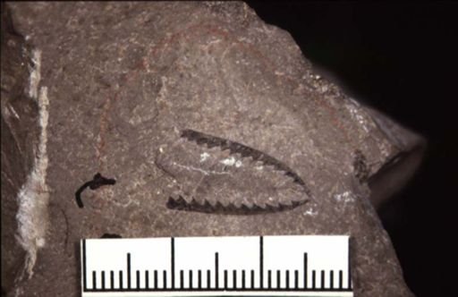 Didymograptus denticulatus