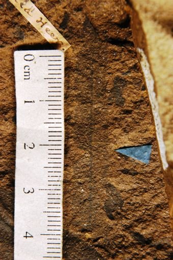 Celastrus arctica